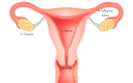 uterus-tif